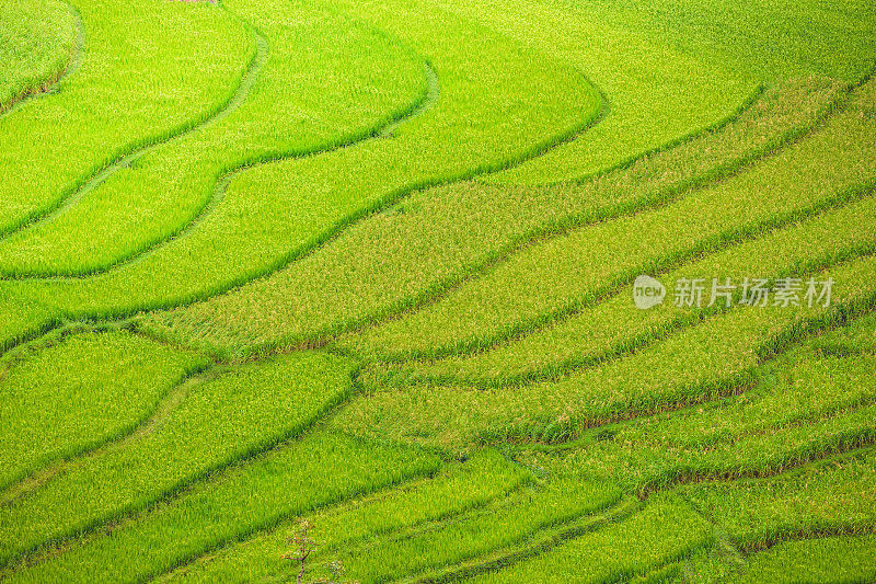 美丽的风景，绿色的稻田准备在越南西北部的梯田日落山在木仓寨，Yen Bai，越南